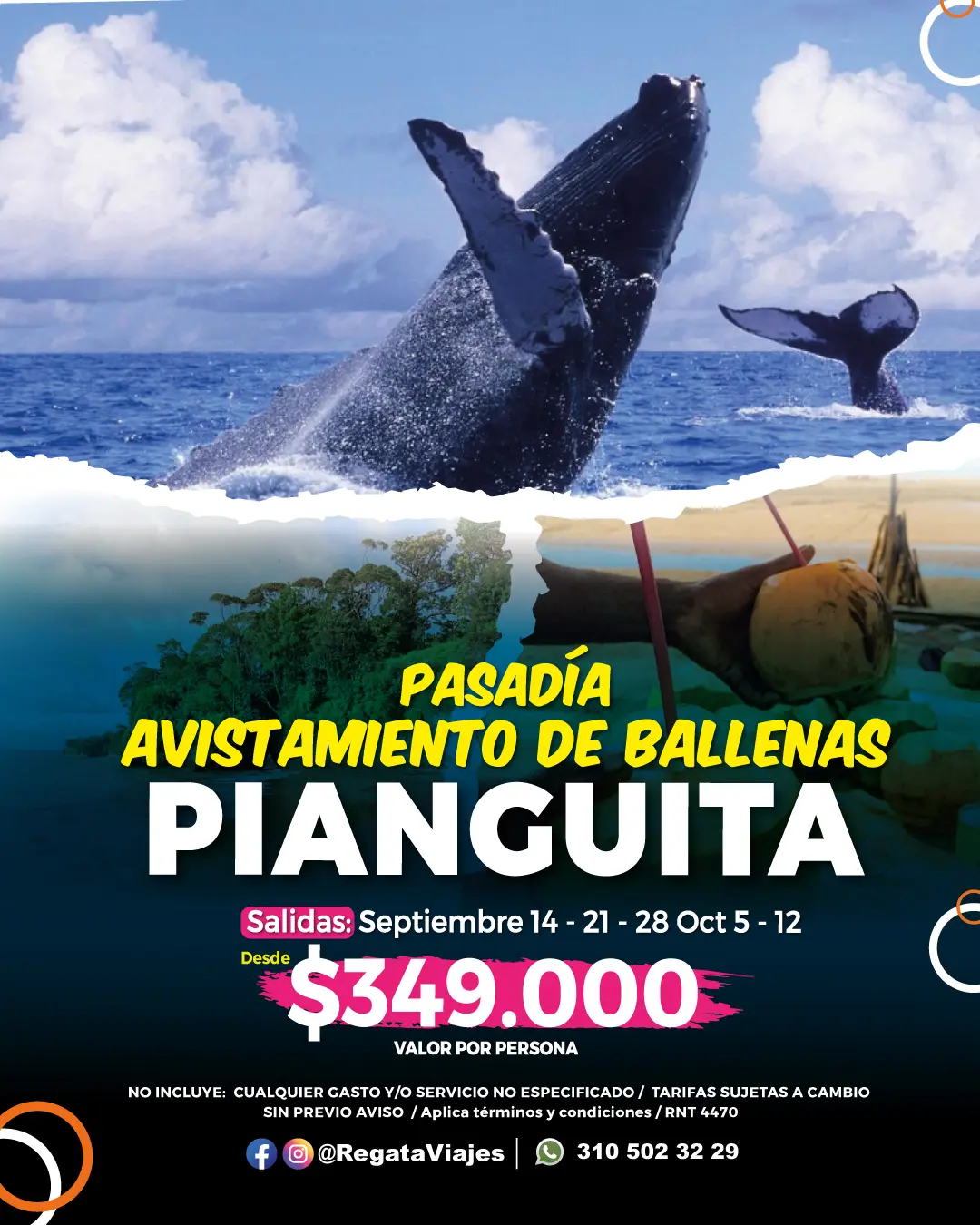 pianguita-avistamiento-ballenas-regata