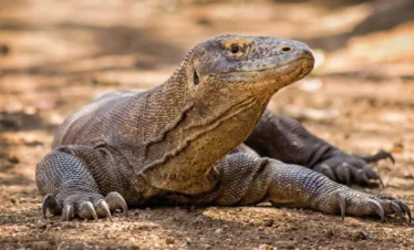 ecuador-galapagos-regata02