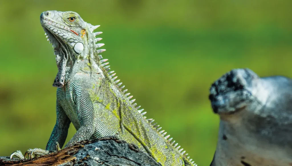 ecuador-galapagos-regata03