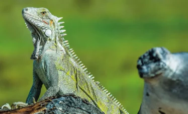 ecuador-galapagos-regata03