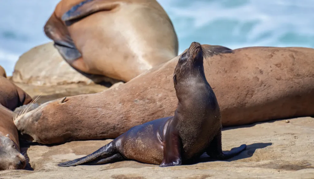 ecuador-galapagos-regata05