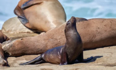 ecuador-galapagos-regata05