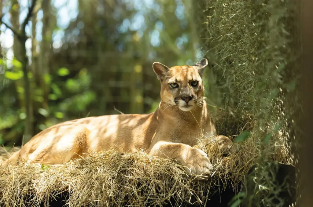 ukumari-pasadia-regata02