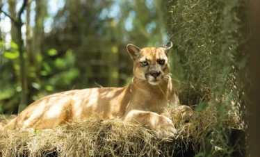 ukumari-pasadia-regata02