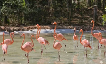 ukumari-pasadia-regata04