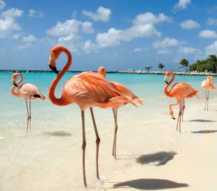 internacionales-aruba-regata