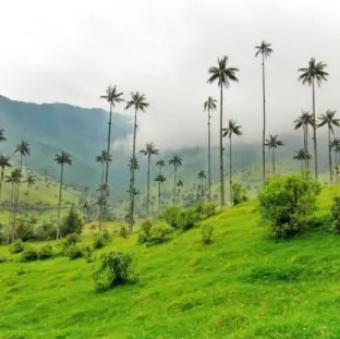 servicios-valle-del-cocora-regata