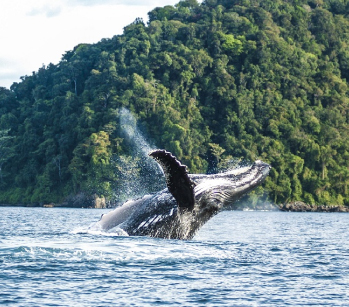 AVISTAMIENTO DE BALLENAS_portada